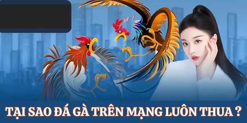 ALO789 giải đáp lý do tại sao đá gà trên mạng luôn thua