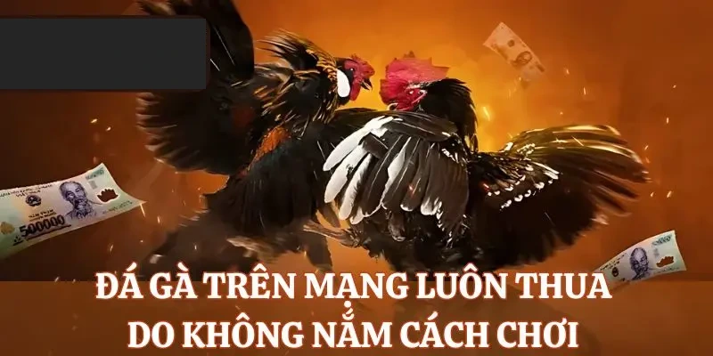 Người chơi không nắm rõ cách chơi đá gà online nên dễ thua cược